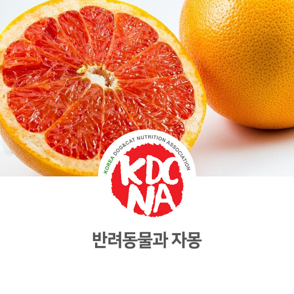  [반려동물 식재료 정보] 강아지 고양이 자몽 먹어도 되나요?_538