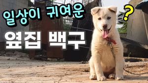 일상 자체도 사랑스러운 시골 옆집 백구 일상 자체도 사랑스러운 시골 옆집 백구
