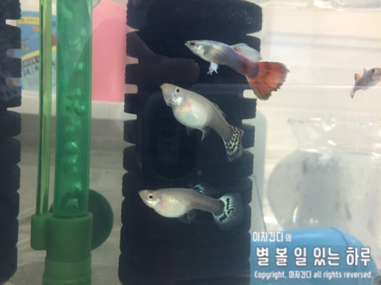  구피 물멍, 구피키우기 시작 우리집에 새식구가 들어왔어요~