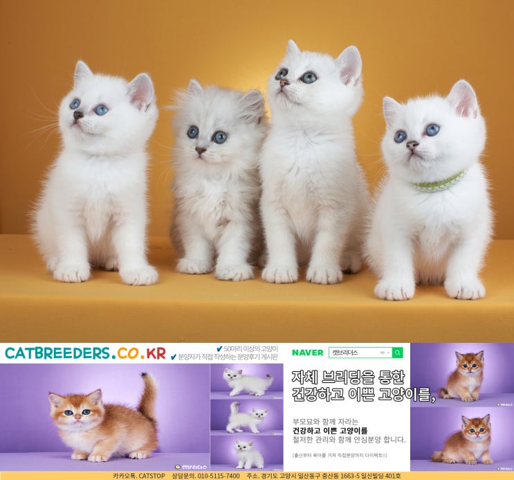  목동고양이분양 상상만으로도 행복했던