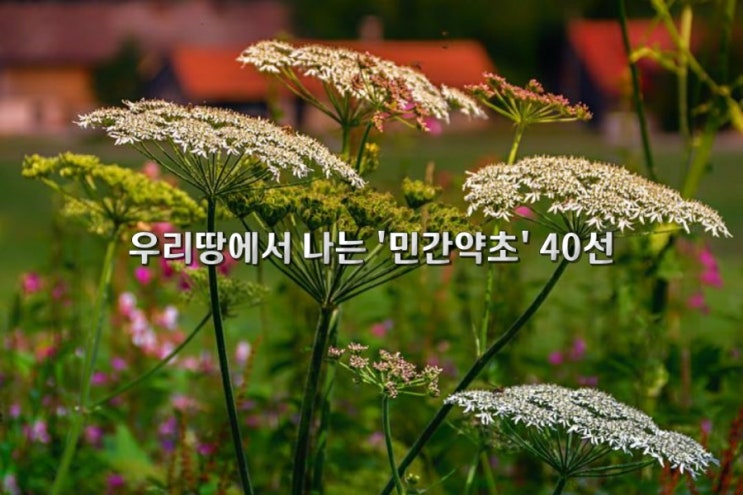 우리땅에서 나는 '민간약초' 우리땅에서 나는 '민간약초'