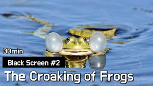 Black Screen#2. The Croaking of Frogs | Sleep, Relax, Study, meditation | 30min
