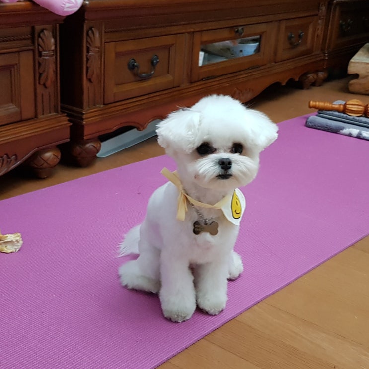  강아지 눈물의 자국 최대 원인은 맞지 않은 사료로 인한 알레르기와  그다음은 누관 막힘, 원인과 치료법