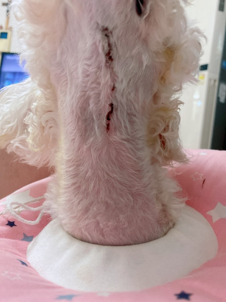 강아지침샘낭종 수술 후기 2탄 : 회복