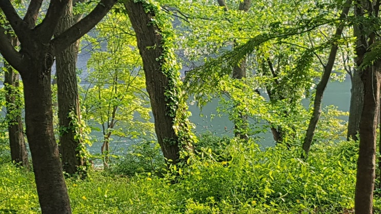 명상 일기 _ 마음중심두기