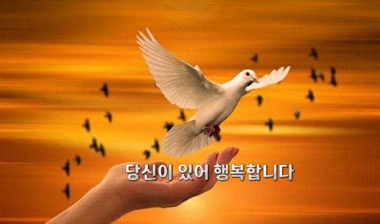 당신이 있어 행복합니다 당신이 있어 행복합니다