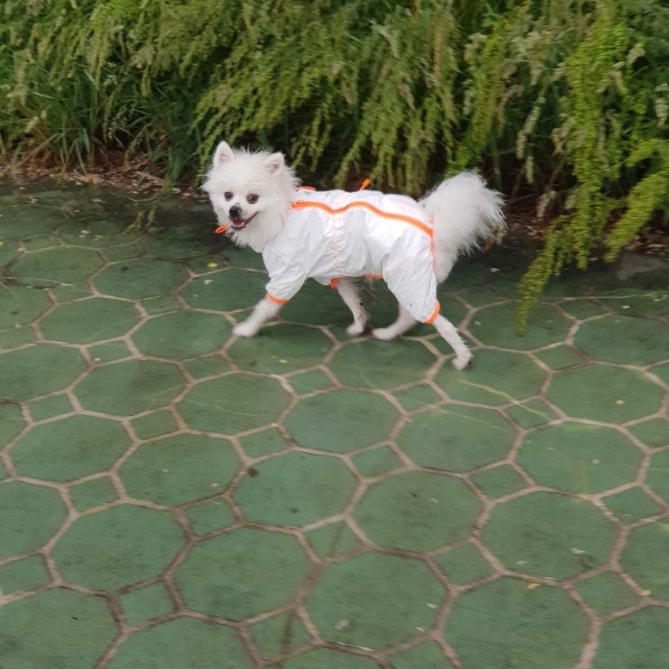  폼피츠 막시무스, 우주복 입고 산책