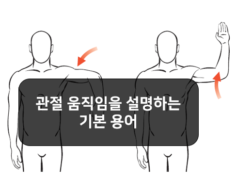  관절의 움직임(joint movements)을 설명하는 기본 용어!!