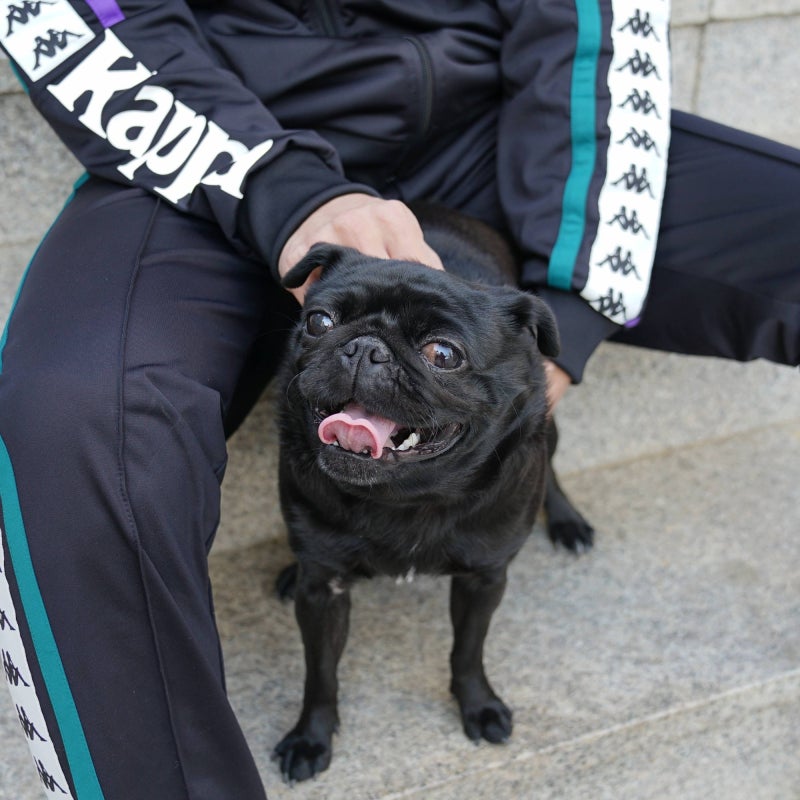 애견보험과 삼성화재다이렉트펫보험 알아봤습니다! 5