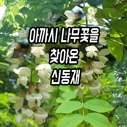아낌 없이 주는 나무- 신동재 아카시아꽃? 아까시나무꽃 찾기