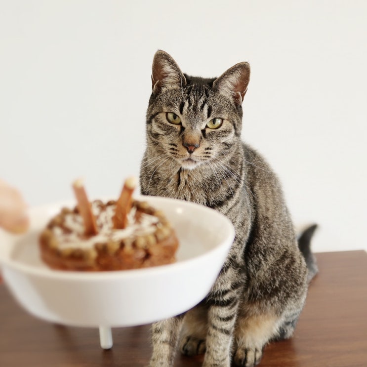 고양이 생일 케이크 만들기 & 작년에 했던 돌잡이 생일상