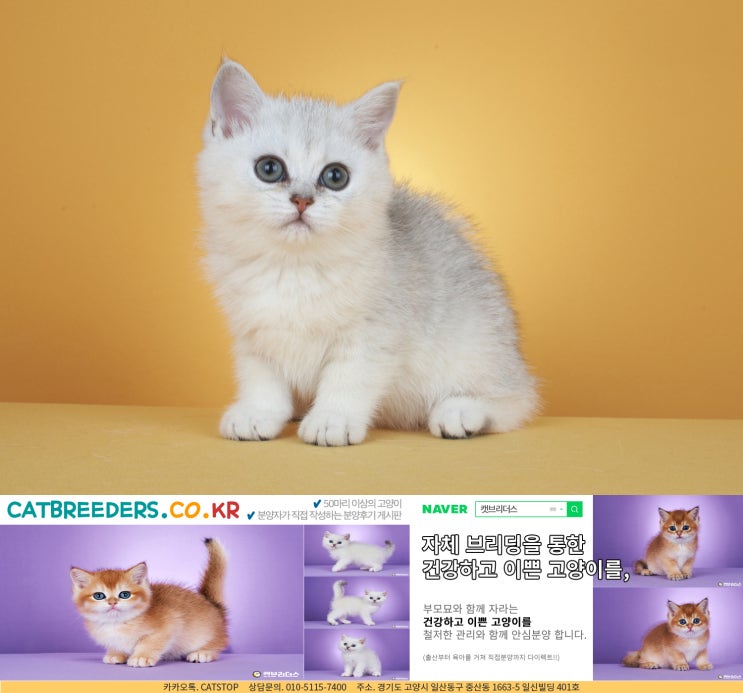  강서구고양이분양 기분이 좋을 수밖에 없는