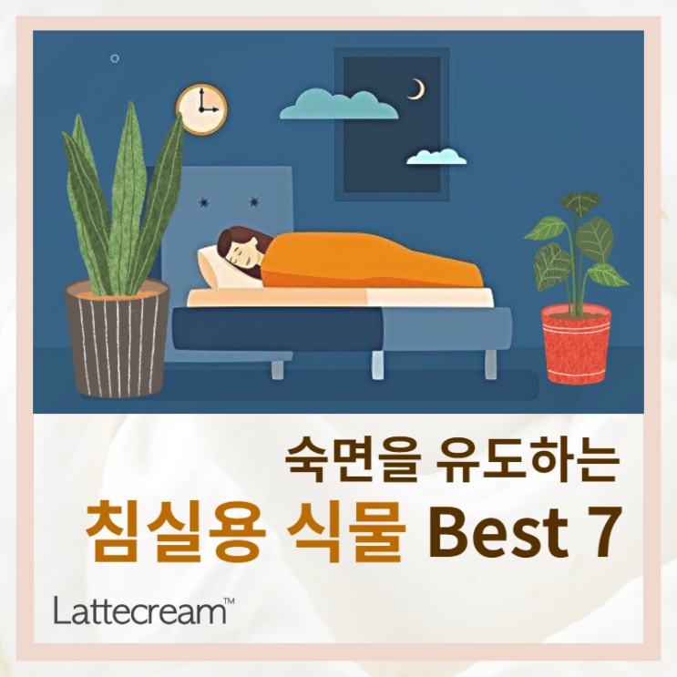  숙면을 돕는 [침실에 두면 좋은 식물] Best7
