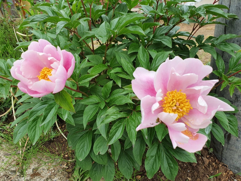 수세미즙효능,작약꽃말,흰작약작약차효능:비염에좋은약초,혈행에몸에좋은차 13