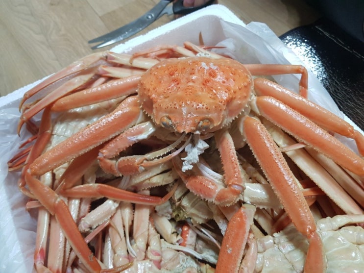  5월 영덕 대게 지금 살이 얼마나 차있게요?