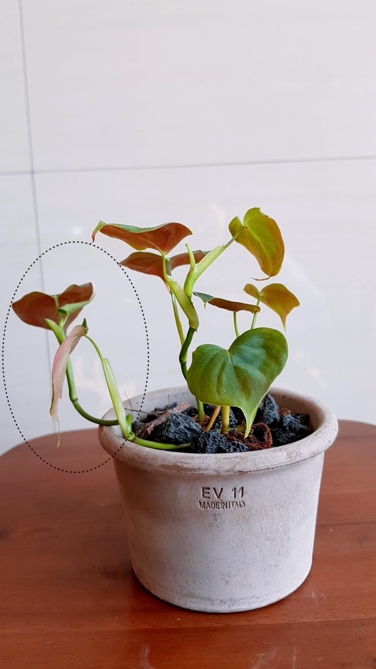  필로덴드론 루피넘(Philodendronlupinum) 삽수 뿌리내리기