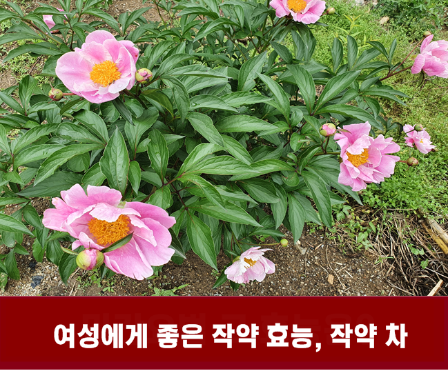 수세미즙효능,작약꽃말,흰작약작약차효능:비염에좋은약초,혈행에몸에좋은차 4