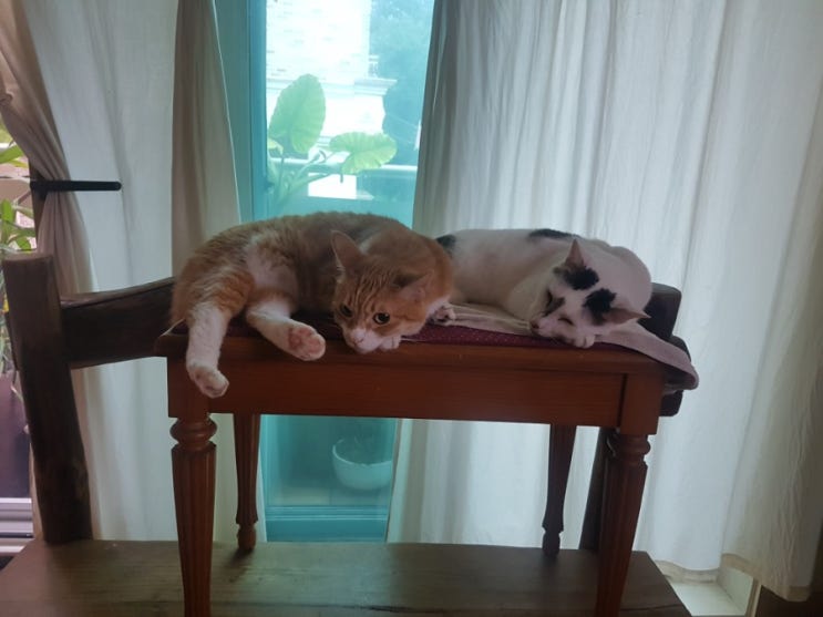 우리집 고양이: 미나&야옹이