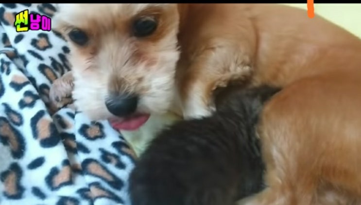  기특한 강아지 사랑이~아가냥이 엄마 사랑이