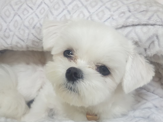  강아지 헥헥거림에 거기다가 다리 절뚝까지