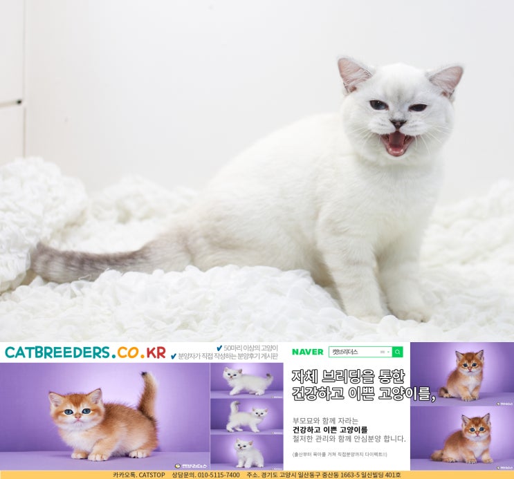  삼송고양이분양 안심하고 받을 수 있게 캣브리더스가~!