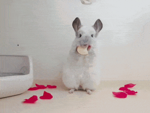  끼욕이