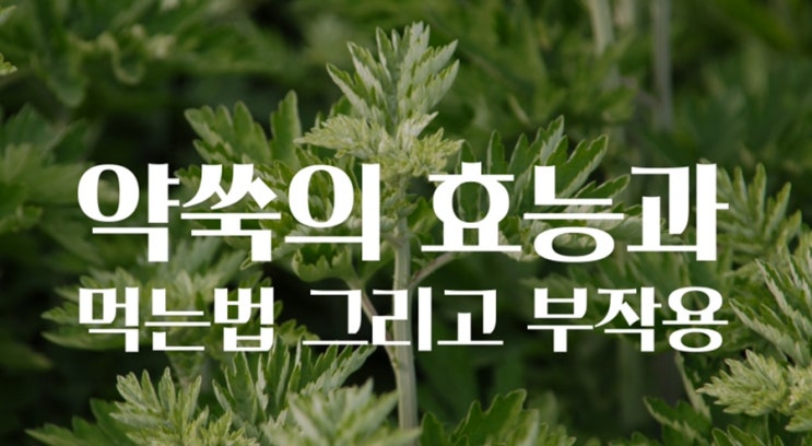 [몸에좋은 이야기]약쑥의 효능과 먹는법 그리고 부작용 알고 먹기