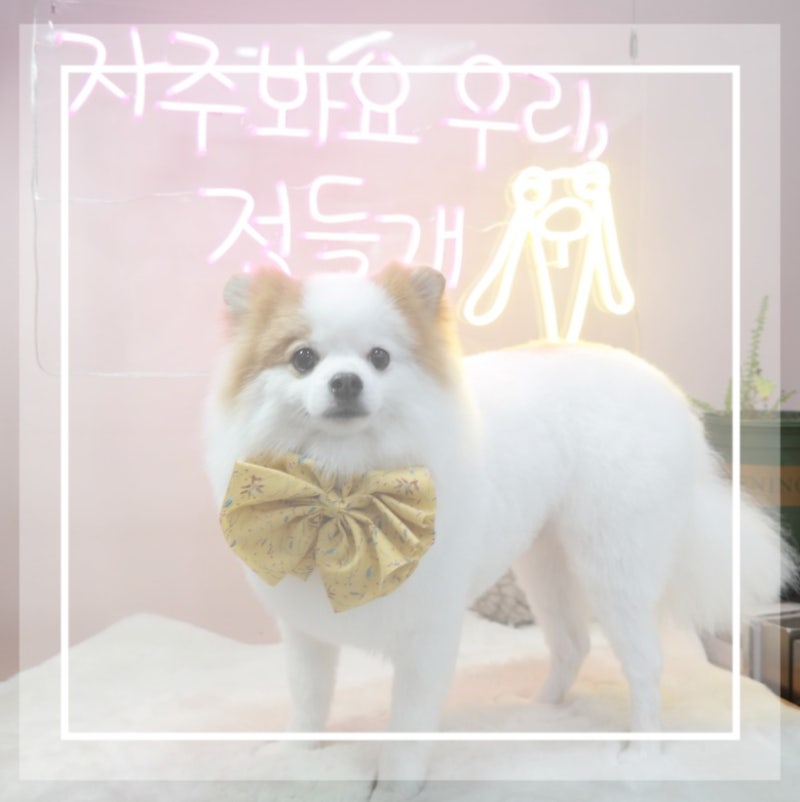 리치독