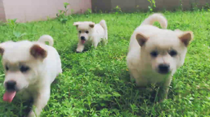 2일 가출 후 돌아온 강아지 후기 #001 첫 산책에 신난 강아지 2일 가출 후 돌아온 강아지 후기 #001 첫 산책에 신난 강아지