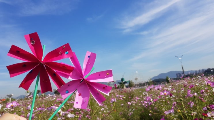  [엄마표놀이] 코스모스 접기
