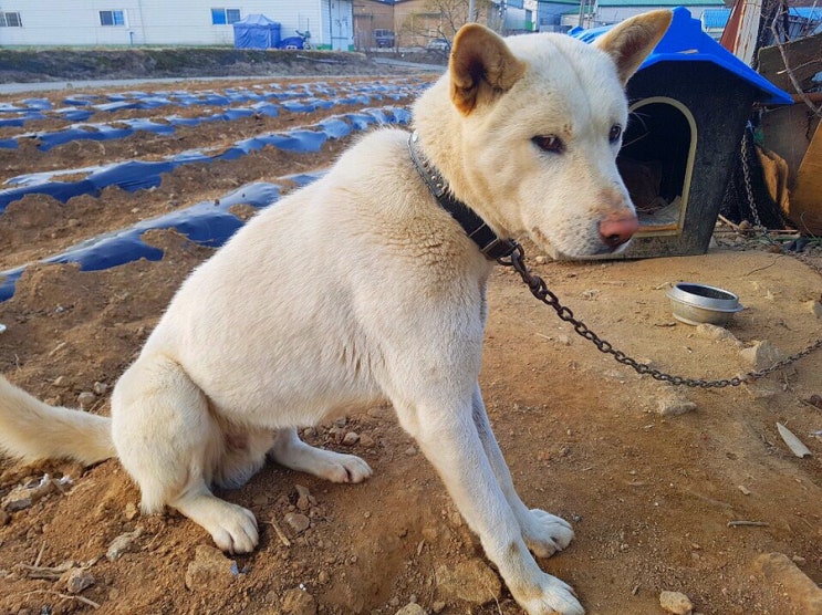  똥고발랄 백돌이네 근황