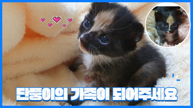 입양완료. 길바닥에 나뒹굴고 있던 단풍이가 구조됐어요. 가족이되어주세요. 입양완료. 길바닥에 나뒹굴고 있던 단풍이가 구조됐어요. 가족이되어주세요.