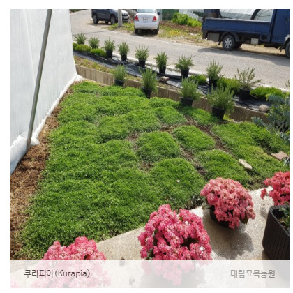  잔디 대용 쿠라피아 들어보셨나요