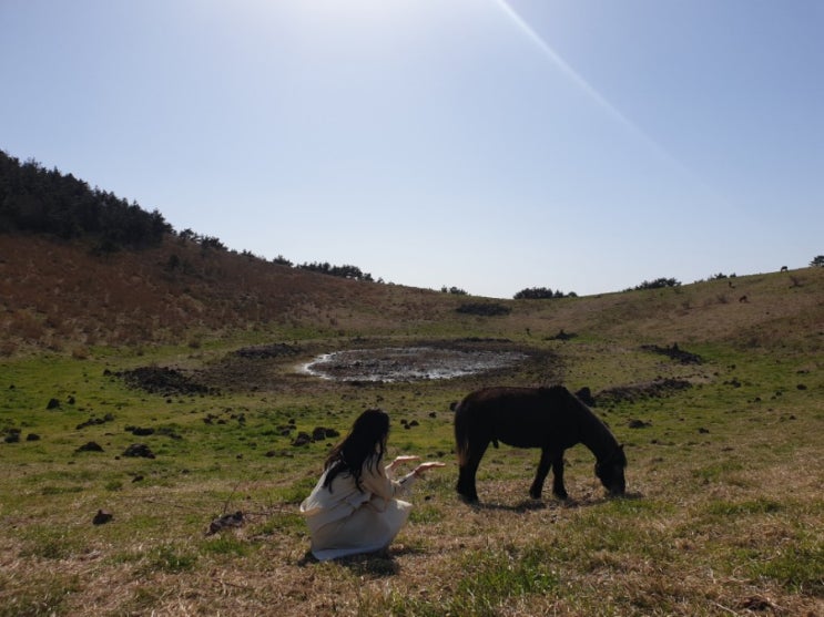 플라이강원으로 떠나는 제주도 여행️ 안녕전복.미미슈.바다를본돼지.금악오름