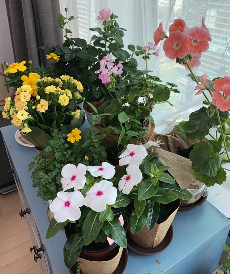  꽃을 채우다.