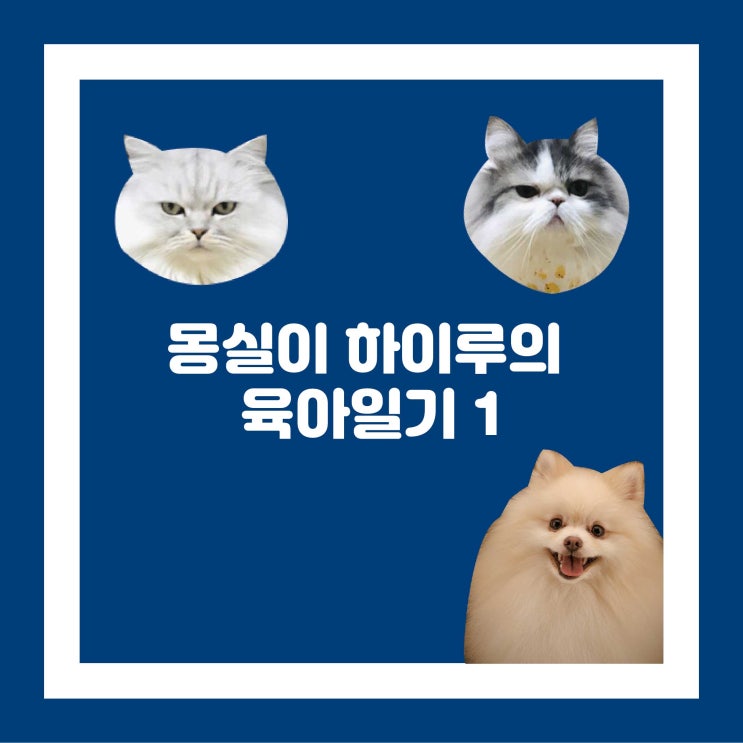  몽실이 하이루의 육아일기1