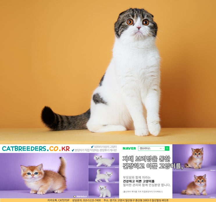  송도고양이분양 후회없는 선택