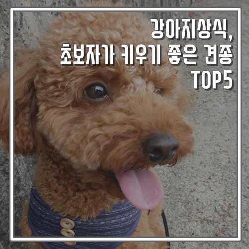  강아지상식, 초보자가 키우기 좋은 견종 TOP5