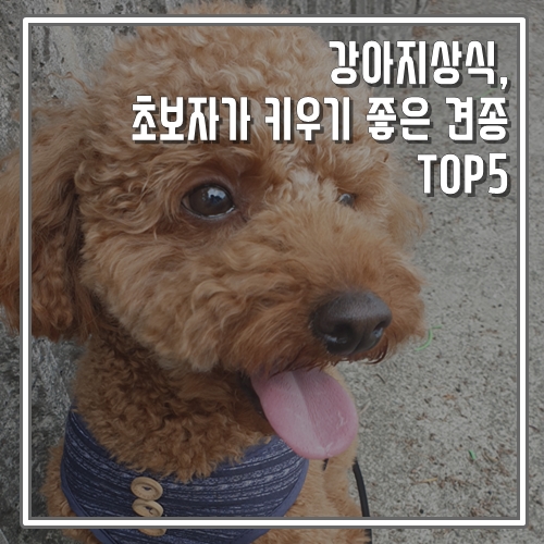 강아지상식, 초보자가 키우기 좋은 견종 TOP5