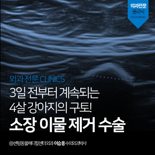  [외과] 3일 전부터 계속되는 4살 강아지의 구토 - 소장 이물 제거 수술 (부산 연제구 거제동 연산동 외과 전문 동물병원)