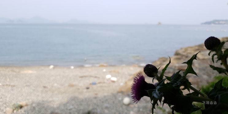 거제도 두모 해변 야생화 거제도 두모 해변 야생화
