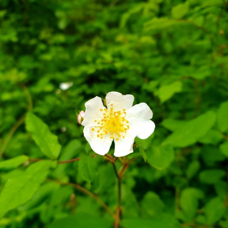  찔레꽃, 보리밭 사잇길로 걸어가면 뉘부르는~~~ 시골살이 한풀이.