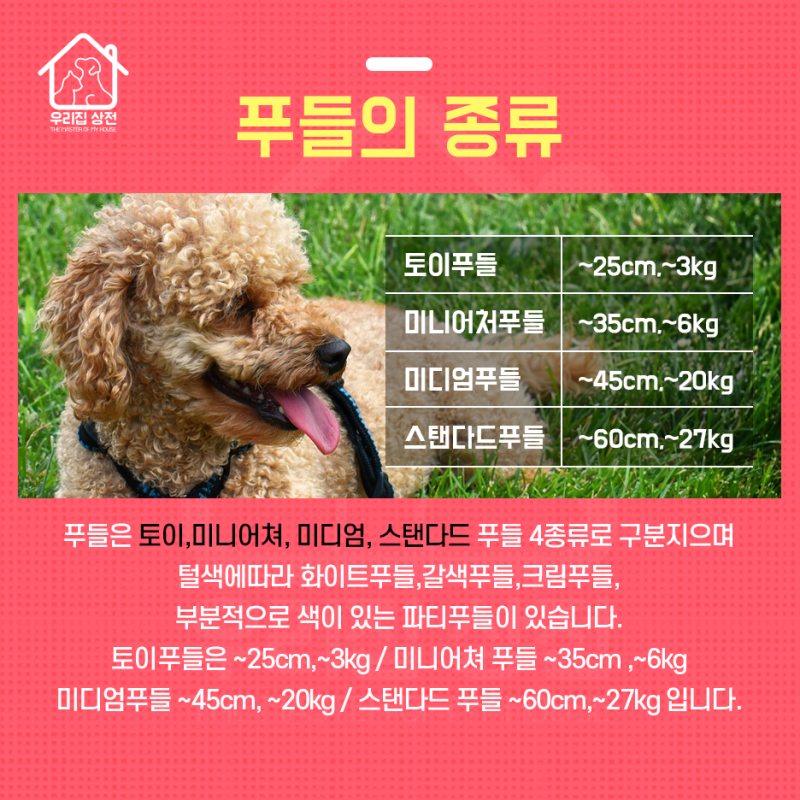 푸들을 키우는 요령, 성격, 손질 스타일은 무엇인가요?