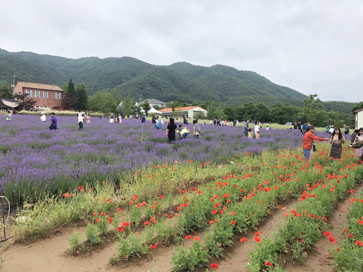 강원도 고성 라벤더 축제, 하늬 라벤더 팜 (2019.06.09 방문후기)