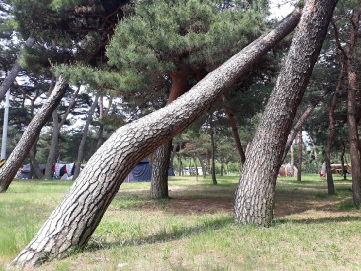  소나무가있는 밀양