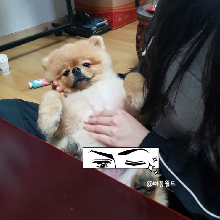  순돌이 집들이