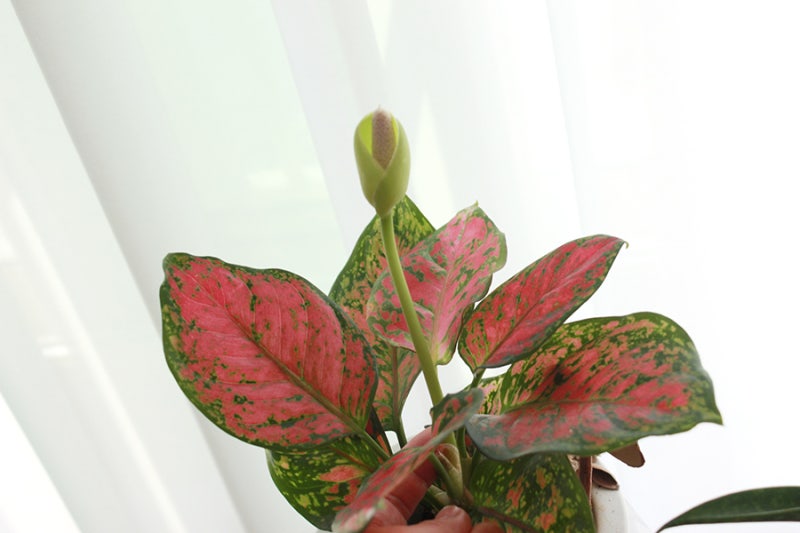 아글라오네마 엔젤 꽃 피우기 + 공기정화식물 : 네이버 블로그