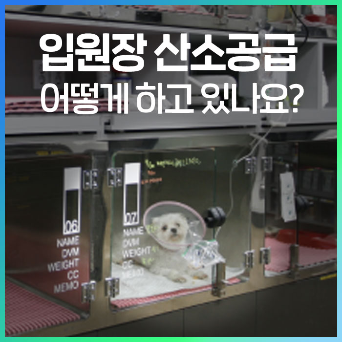 동물병원 입원장 산소공급 어떻게 하시나요?