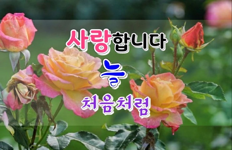 사랑하는 사람아 우리 이렇게 살자