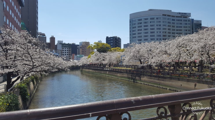 후쿠오카벚꽃여행 의 추억 2019년 4월 단기여행기